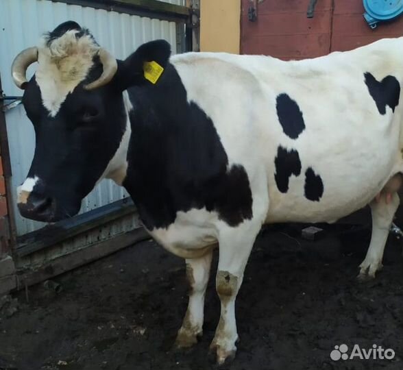Продам корову