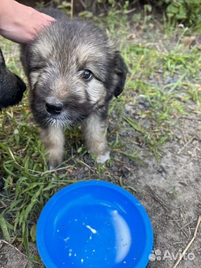 Щенки в добрые руки