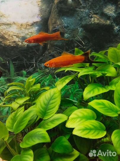 Аквариумные рыбки бесплатно(обмен) бронь