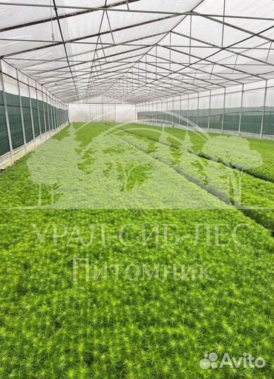 Лиственница Сибирская с зкс сеянцы