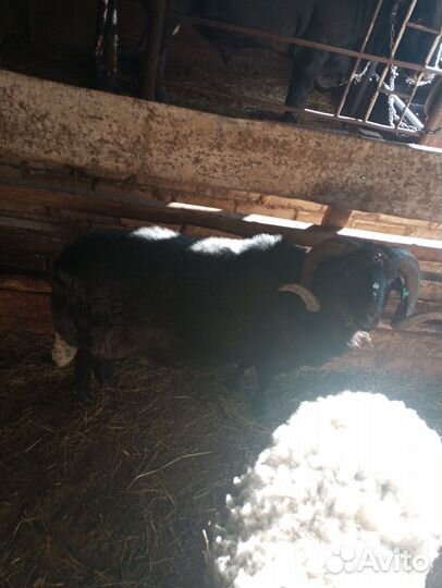 Баран карачаевской породы