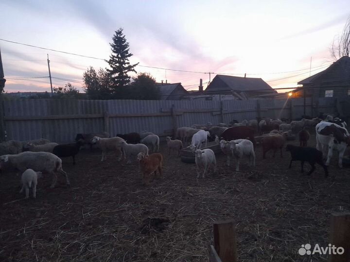 Овцы бараны