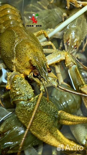 Раки для вашей компании