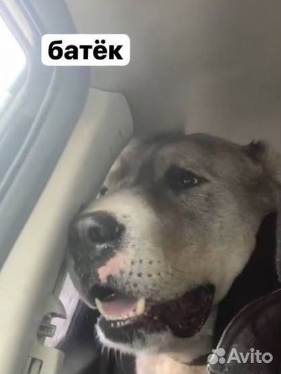 Щенки чистокровных алабаев