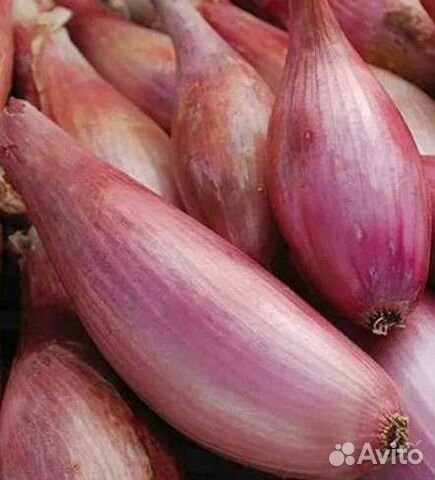 Лук шалот семейный