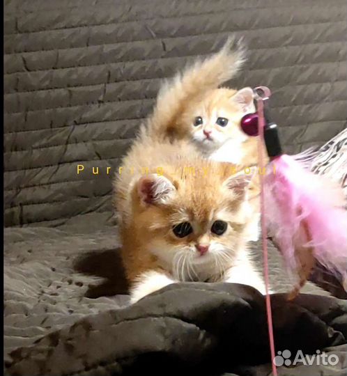 Золотая шиншилла, ny11, котенок