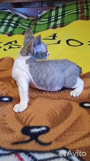 Продается очаровательная девочка Девон-рекс