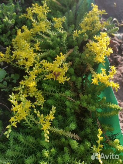 Очиток многолетний