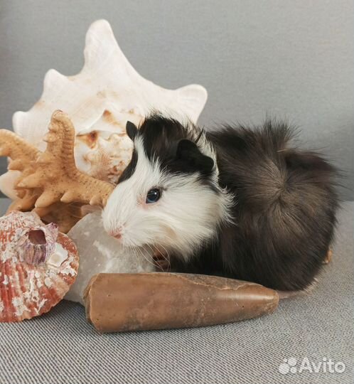 Морские свинки