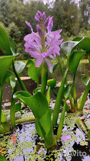Водяной Гиацинт(Эйхорния)для пруда