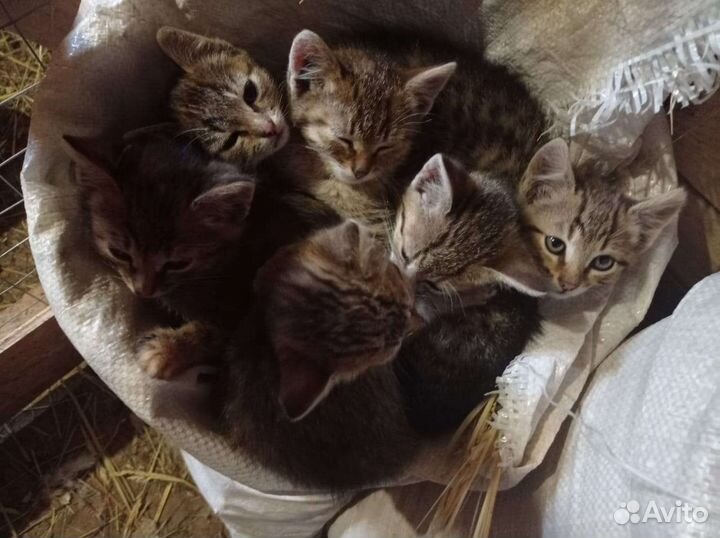 Котята в добрые руки