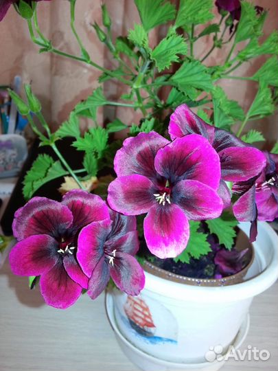 Герань Королевская