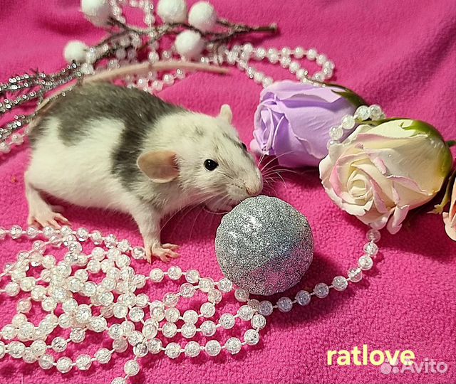 Крысята дамбо мальчик редкого окраса