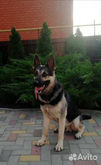 Немецкая овчарка