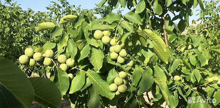 Саженцы привитого грецкого ореха Узбеский Скоропл