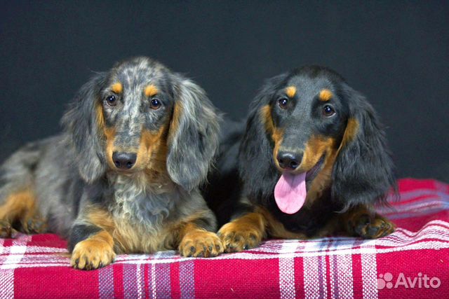 Такса миниатюрная, парни купить в ЛМС | Животные и зоотовары | Авито