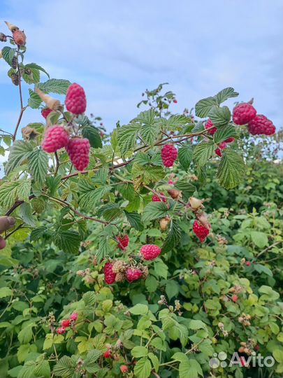 Саженцы малины, выведенной Казаковым И. В
