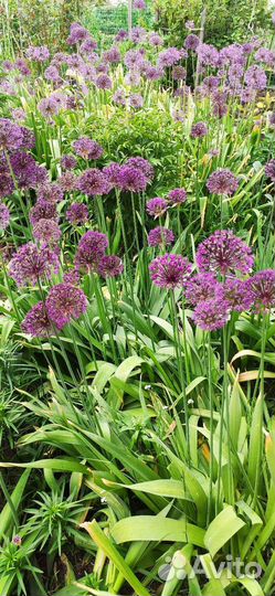 Лук декоративный