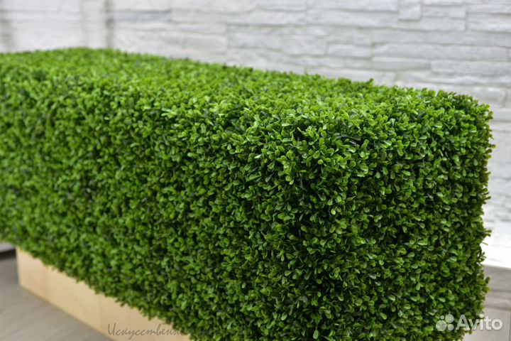 Живая изгородь из самшита-буксус