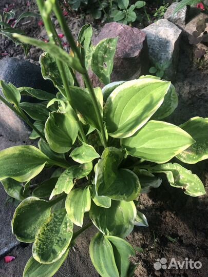 Хоста бордюрная, миниатюрная. Куст