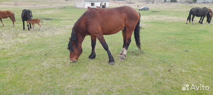 Продам жеребца