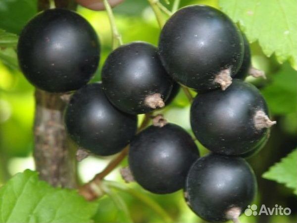 Саженцы крупной черной смородины