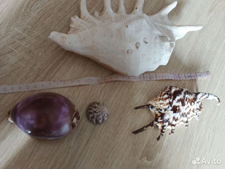 Морские ракушки раковины большие