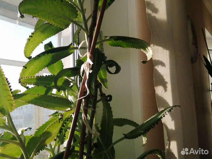 Чихалка-каланхоэ