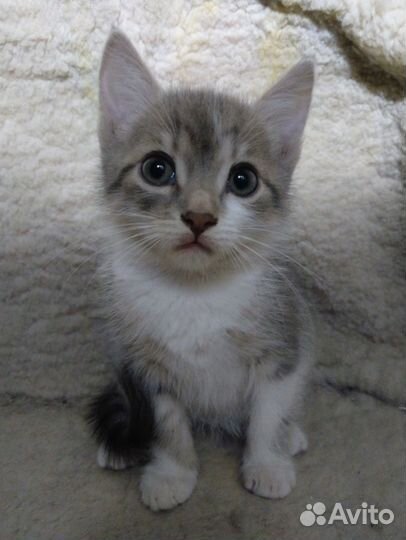 Котёнок мальчик