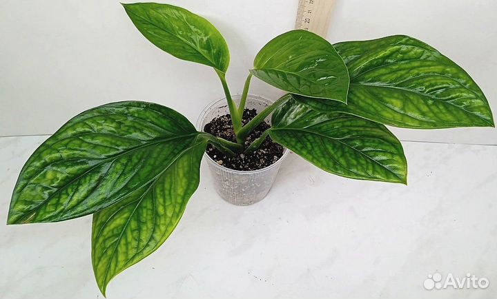 Комнатные растения цветы