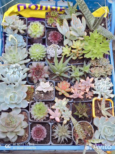 Суккуленты оптом и розницу