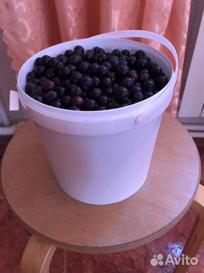 Черная смородина ягода