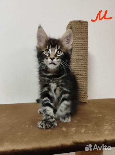 Котята мейн-кун