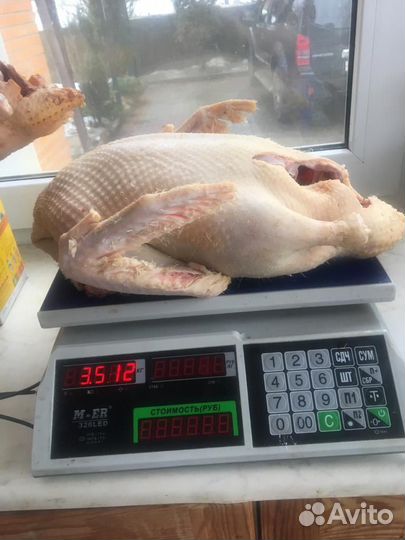 Утки и куры