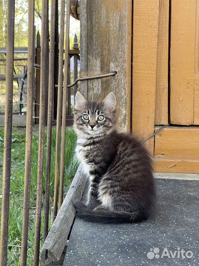 Отдам в добрые и ответственные руки котенка