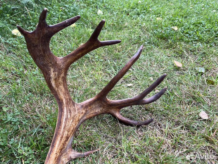 Рога оленя