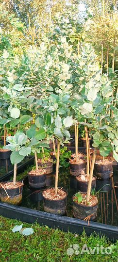 Ива Шерстистая на штамбе