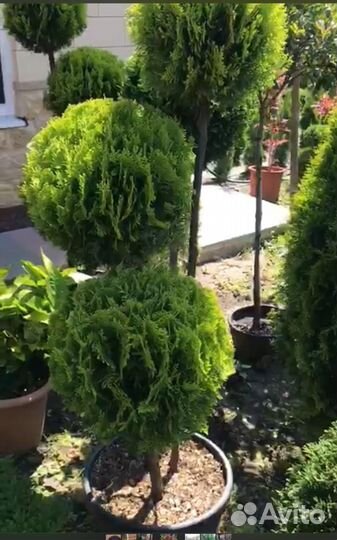 Питомник декларативных культур