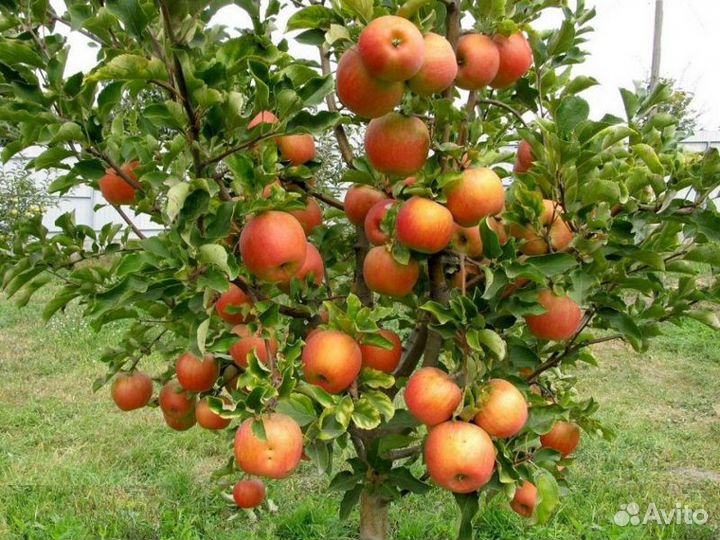 Саженцы яблони