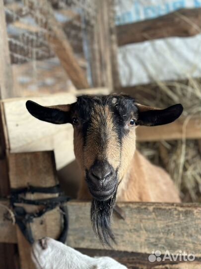 Белая - зааницкая, чёрная - орловская и чешка