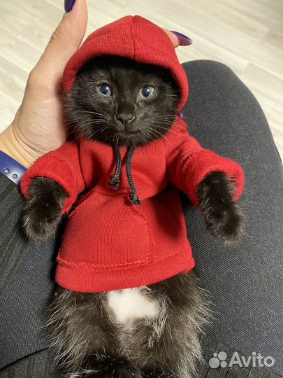 Котик бесплатно в добрые руки