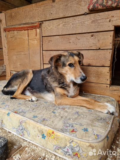 Собака из приюта в добрые руки