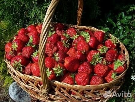 Саженцы клубники