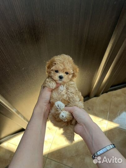 Мальтипу f1 mini девочка