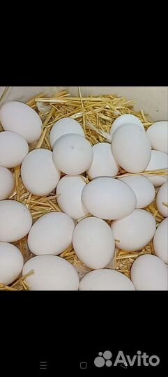 Домашние куриные яйца