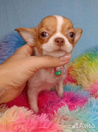 Девочка чихуахуа кобби типа