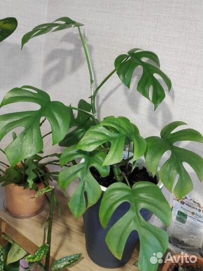 Рафидофора Тетрасперма, Сциндапсусы