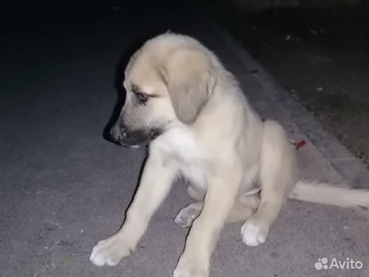 Щенок в добрые руки