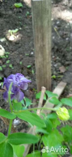 Аквилегия водосбор