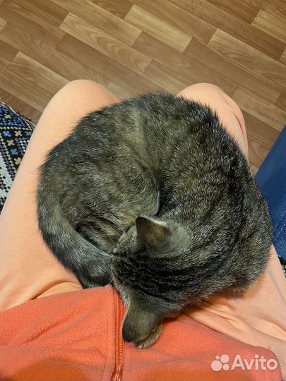 Серая кошка